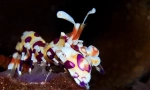 Harlequin modré krevety