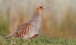 Partridge stred rusky