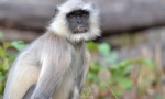 Langur