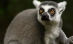Lemur