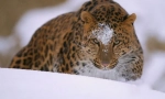 Leopard amursky