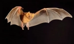 Netopiere