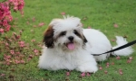 Lhasa apso