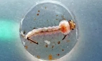Mosquito larvae: popis a životný štýl