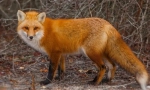 Fox obyčajný