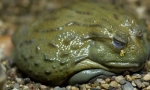 Frog-býk
