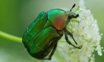 May beetle: popis, životný štýl a odroda