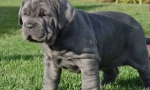 Mastiff: old-timers psy (9 fotografií)