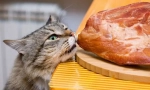 Mäso pre mačku