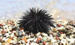 Morský ježko