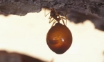 Ant - honey barrel