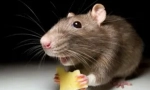 Myš a potkan