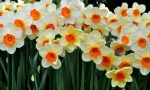 Narcissus