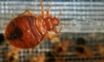 Ľudové opravné prostriedky z domáceho bedbugs