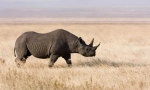Rhino čierny