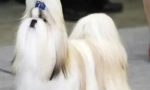 O plemene psov shi-tzu