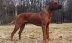 O rhodesian ridgeback