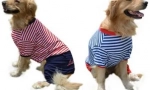 Oblečenie pre psov aliexpress - výber do 1000 rubľov