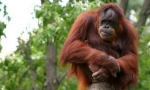 Orangutan