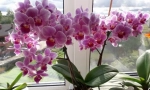 Orchidea