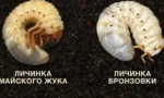 Rozdiel medzi larvami bronzov a chrobáka