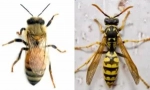 Rozdiely včely z osí