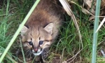 Pampas cat: fumerfy predator z ameriky