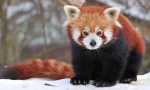 Panda small (red panda)