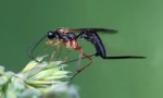 Parasitoids jazdci: popis hmyzu a funkcie