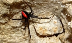 Spider black widow: fotografia, video a podrobné charakteristiky