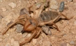 Falamang spider (camel): popis a funkcie