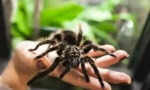 Spiders: popis, budovanie a životný štýl