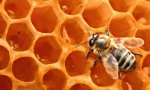 Včela vosk