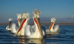 Pelican kudrya