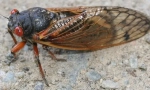 Periodická cicada