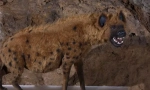 Jaskynná hyena