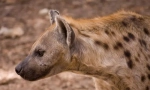 Škvrnité hyena