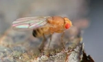 Ovocné mušky drosophila