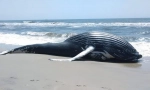 Prečo sú veľryby hodené na brehu?