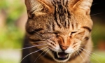 Prečo cat chiatets?
