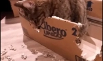 Prečo cat nibbles cardboard box?