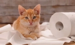 Prečo mačka meows, keď ide na toaletu?