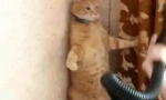 Prečo sa mačky strašili vysávača?