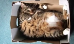 Prečo mačky milujú balíčky a boxy