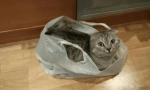 Prečo mačka olizuje polyetylénové balíky a ako ho odvrátiť z tohto zvyku