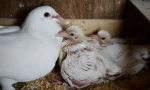 Prečo nikdy nevidíme holuby mláďatá. Skrývajú ich?