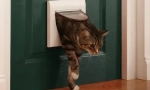 Prečo naše mačky nemajú radi zatvorené dvere?