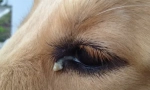 Prečo pes squints oči