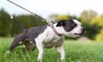 Prečo pes ťahá vodítko?