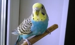 Prečo je vlnitý papagáj triasť a chvenie